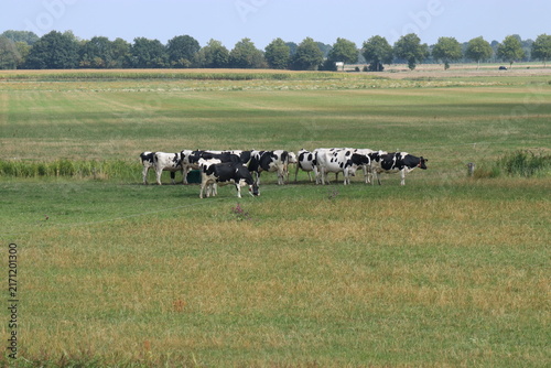 a beautiful herd of cows with white and black patterns that are grazing in a green meadow in the dutch countryside in summer