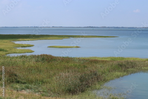 a beautiful green salt marsh in the sea with high tide at the dutch coast in summer