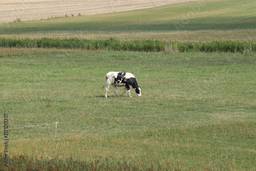 a cow is grazing in a green meadow in the dutch countryside in summer