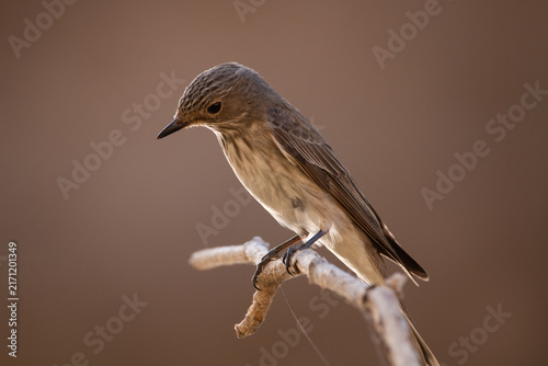 Spotted flycatcher Muscicapa striata perched on branch with copy space soft background Greece.
