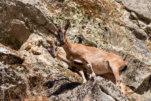 Cretan wild goat Kri-Kri mother with young kid on rocky cliff in Greece.
