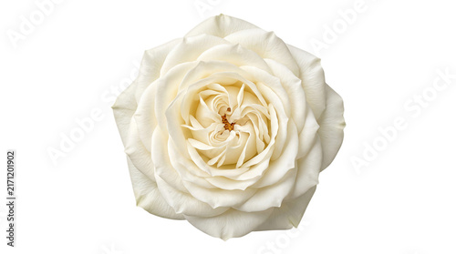 Captivating White Rose Blossom Isolated on transparent Background for Elegant Business Promotions and Serene Floral Design