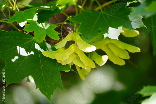 Green maple tree keys or samara seeds hanging from a branch among fresh green leaves on a bright sunny day.