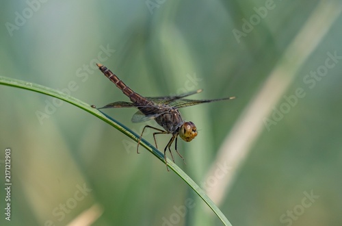 Obraz na płótnie Common darter dragonfly, scientifically known as Sympetrum striolatum, resting on vegetation in wild nature
