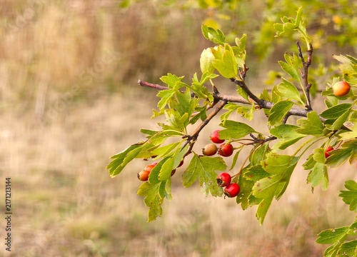 Quadro su tela Red hawthorn berries on branch crataegus monogyna autumn