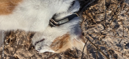 Bild auf Leinwand Gato atropellado , Mascota muerta en el arcén al escapar de su hogar