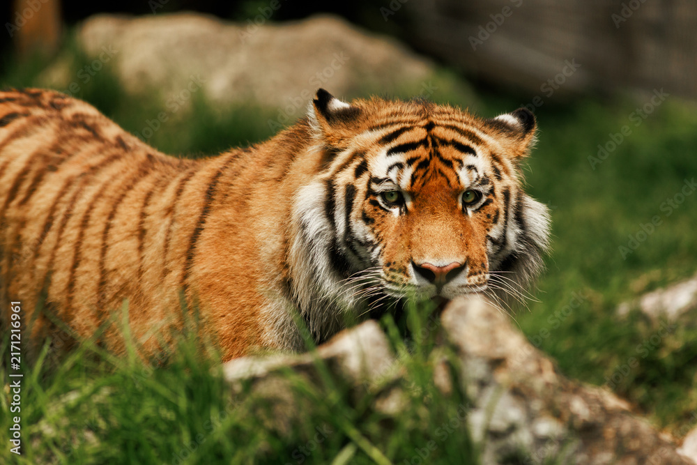 Fototapeta premium A tiger crouching behind a rock in green grass, staring intensely forward. Stock photo
