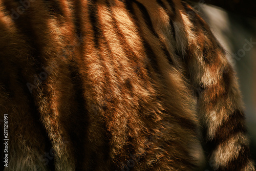 Photography Close up view of a tiger's orange and black striped fur coat with a portion of its tail visible