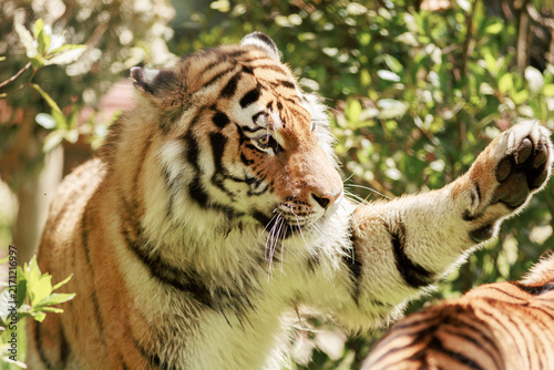 A tiger raises its paw toward another tiger's face during a playful interaction outdoors. Stock photo