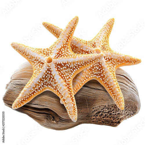 Two starfish rest on a piece of driftwood, creating a serene seascape scene