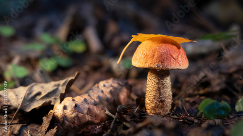 Orange birch bolete mushroom with fallen autumn leaf and pine cone on forest floor