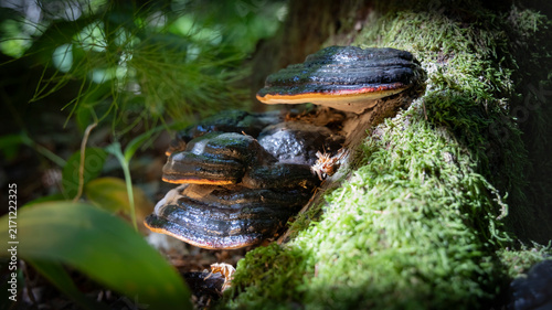 фотографія Bracket fungus or shelf mushroom growing on mossy tree trunk in forest