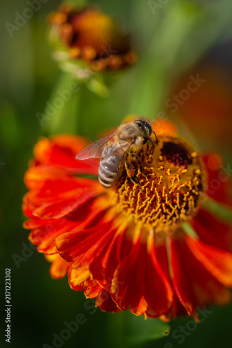 Bee pollinating orange flower in garden
