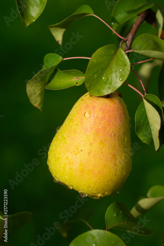 Ripe pear hanging on a tree branch in an orchard
