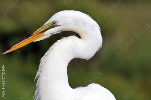 Foto Everglades Great White Heron
