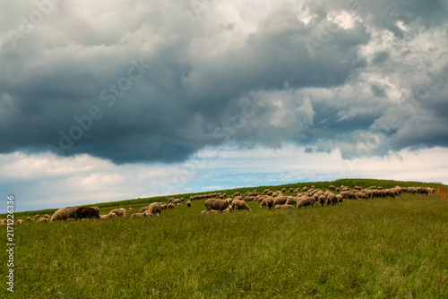Foto Sheep flock grazing on windswept green hillside beneath dark storm clouds, with