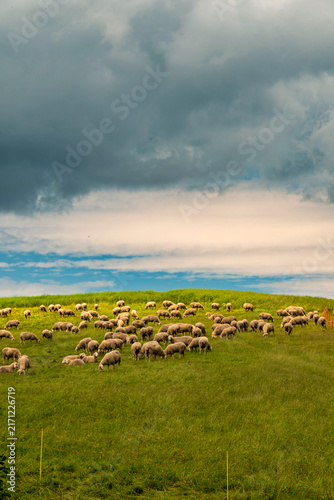 Konstfotografi Sheep flock grazing on windswept green hillside beneath dark storm clouds, with