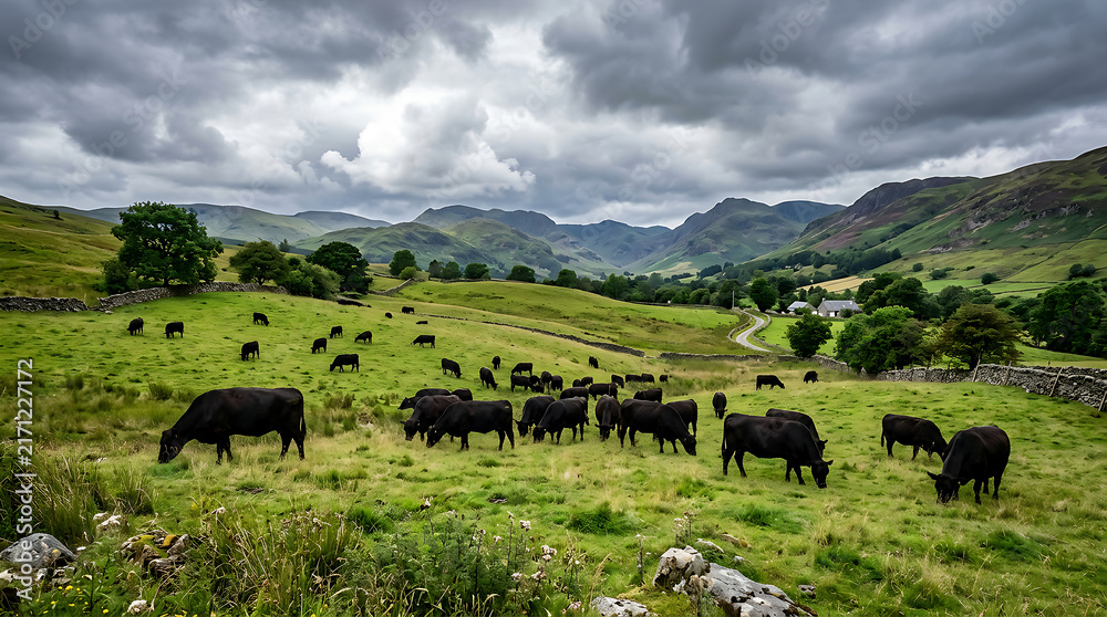 Fototapeta premium Black cattle grazing in lush green countryside landscape.