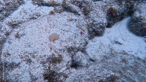Marine Life and Ocean: 4K Underwater Video of an Inshore Lizardfish Camouflaged on the Sandy Sea Floor in Key Largo, Florida