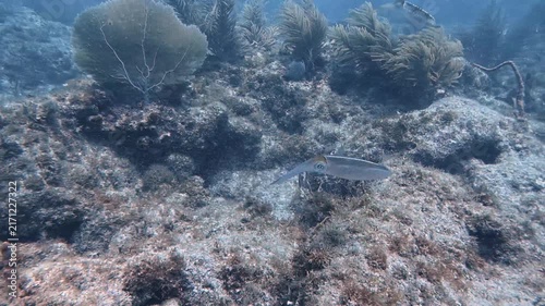 Marine Life and Ocean: 4K Underwater Video of a Caribbean Reef Squid Hovering Over a Coral Reef in Key Largo, Florida
