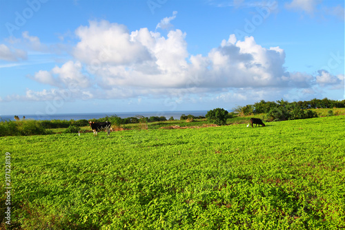 Cuadro en lienzo Grazing Land of Saint Kitts