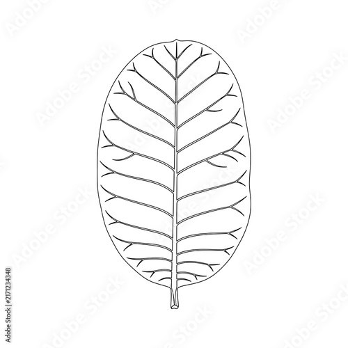 Botanical Leaf Line Art Illustration, Minimalist Nature Outline Vector