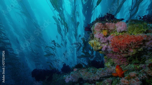 Vibrant underwater kelp forest teeming with colorful marine life and fish