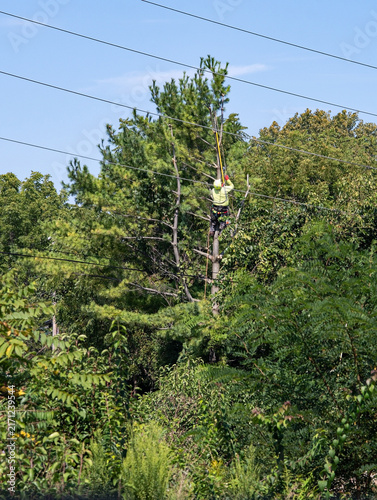 Utility Worker Trimming 50-foot Pine Tree from Power Lines