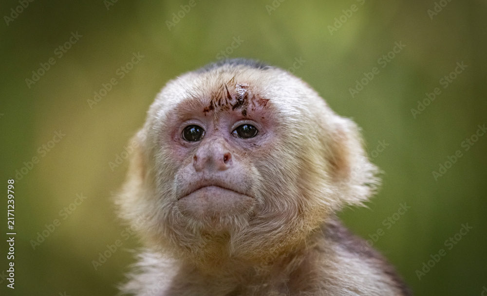 Naklejka premium White-faced capuchin monkey, Costa Rica.