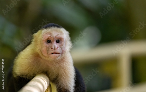 Cuadro en lienzo White-faced capuchin monkey, Costa Rica.