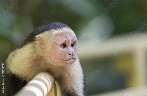 Obraz na płótnie White-faced capuchin monkey, Costa Rica.