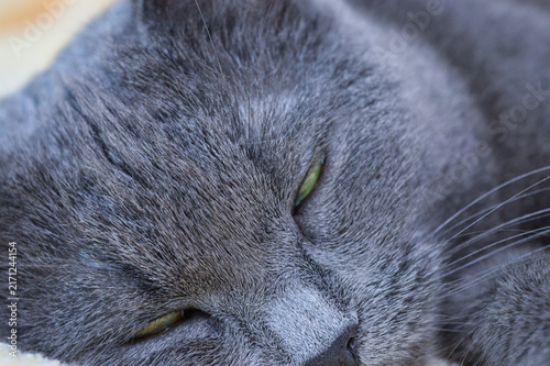 Foto Grey Russian Blue cat sleeping peacefully on a soft blanket close-up