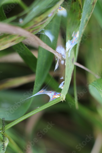 Macro shot of a spiderweb with dew drops clinging to the silk strands, glistening in the sunlight, with blades of grass in the background