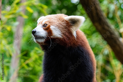 Canvas Print Red panda portrait in profile with backlit whiskers against green bamboo foliage