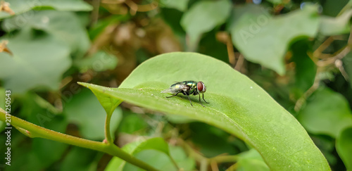 Fotografie The Art of Silent Awareness: Metallic Green Bottle Fly Resting on Leaf view(1)
l