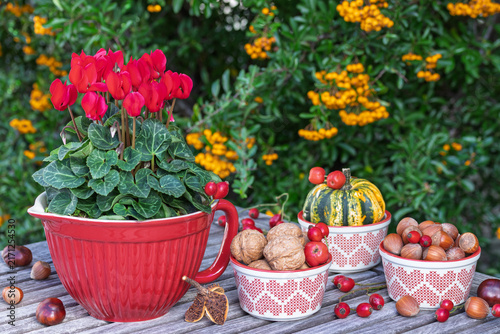Tisch-Arrangement mit rotem Alpenveilchen (Cyclamen) im Topf, Walnüssen, Haselnüssen und Kürbis
