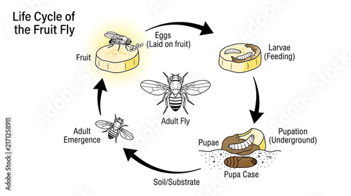 Educational Life Cycle Illustration Showing Fruit Fly Development