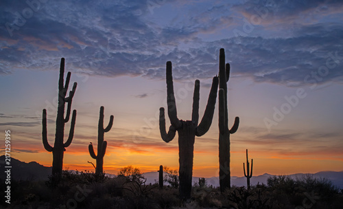 Cactus Stand On Ridge Silhouetted Against Colorful Sunrise In Arizona 