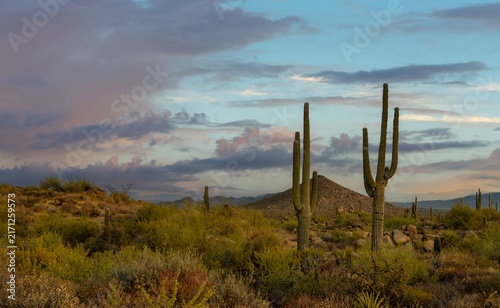 Scottsdale Arizona Desert Landscape McDowell Sonoran Preserve.