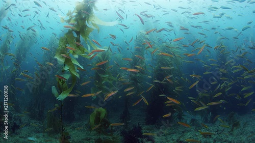 Vibrant school of fish swims through lush kelp forest underwater