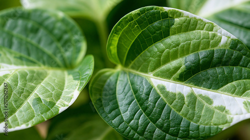 View of variegation leaf surface showing plant cells for education, leaf in macro shot background, bright green leaves of plant or tree with texture and pattern closeup, with copy
