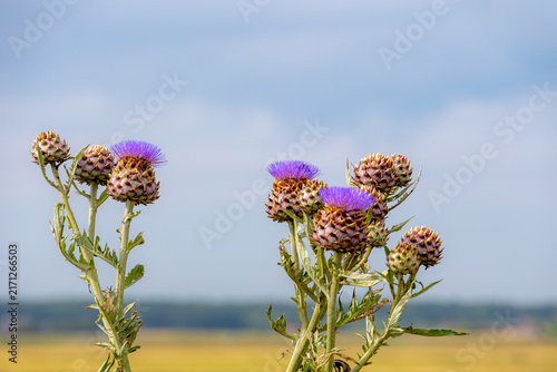 Selective focus of flowers of Cynara cardunculus in the garden with green grass backdrop, The cardoon also called the artichoke thistle is a thistle in the family Asteraceae, Natural floral background