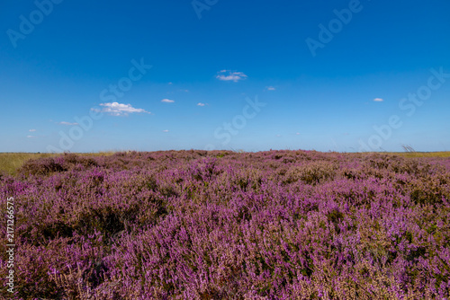 Purple flowers Calluna vulgaris (Heide, Heather, Ling) The sole species in genus of Calluna, Ericaceae family, Balloerveld is a hamlet in the municipality of Aa en Hunze, Drenthe province, Netherlands