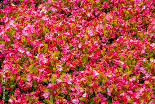 Selective focus of purple pink flowers Begonia semperflorens with green leaves in garden, Begonia is a genus of perennial flowering plants in the family Begoniaceae, Natural floral pattern background.