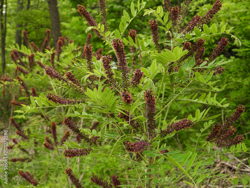 Canvastavla False Indigo (Amorpha fruticosa) Purple Flowers in Bloom