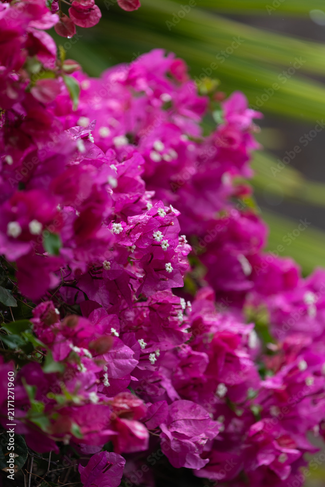 Obraz premium Pink bougainvillea flowers in bloom