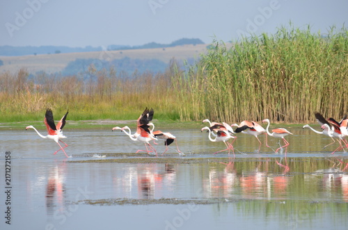 Принти на полотні Flock of Greater Flamingos taking off from a shallow pan at Chrissiesmeer, Mpuma