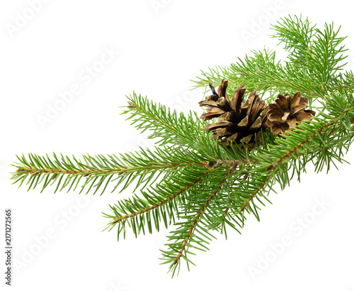 Transparent PNG of a fir tree branch with cones, suitable for use in Christmas and New Year promotional materials.