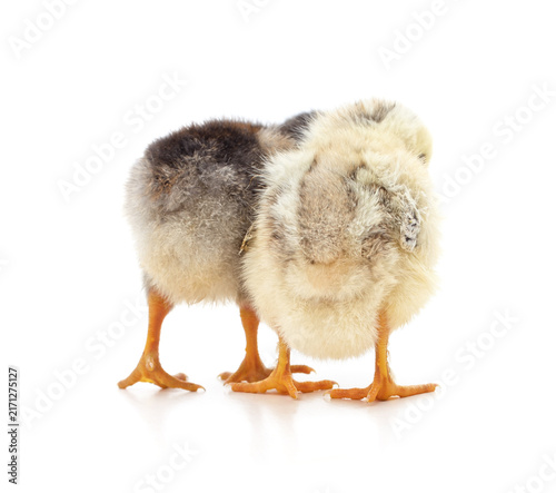 Two fluffy newborn chicks seen from behind isolated on white background.