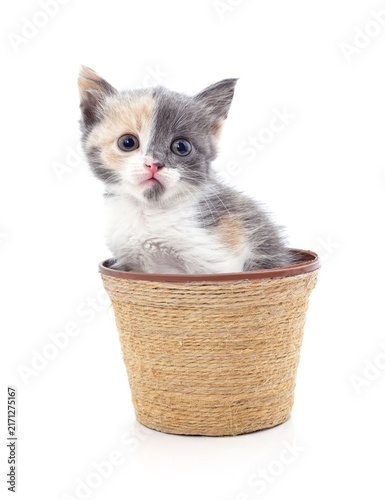 Cute small calico kitten sitting inside a decorative rope flower pot isolated on a white background.